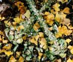 11/8/94 (brussel sprouts & ginko leaves)