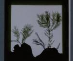 [Glass slide: Ferns pressed between glass]
