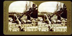Cotton Shipping at New Orleans, La.