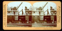 Hoisting Cattle by the Horns, Ponce, Porto Rico