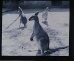 Kanguruhs