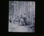 Wawona 27 ft. diameter Cal.