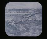 Palestine-Jerusalem Flocks feeding on Mount of Olives.