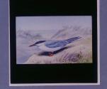 Common Tern.