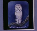 Barn Owl. Goodnight.