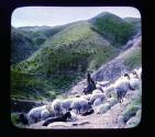 Shepherd and his flock in the mountains of Judea, Palestine.