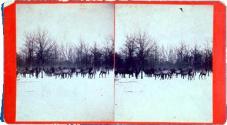 Group of Deer in Judge Caton's Park.