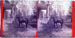 A War-horse