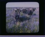 Highland Cattle in pasture at Thurso.