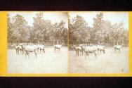 Judge Catons 'Elk Park' Ottawa