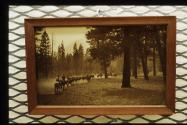 Line of packhorses in forest, High Sierras Trip