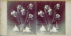 [Still life with irises and seashells]