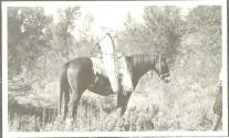 Packhorse with load, Wyoming Trip