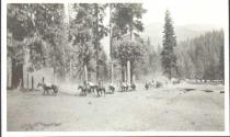 Train of pack animals, High Sierras Trip