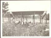 Turkeys in a shed