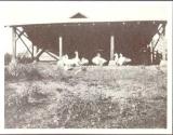Geese under a shed