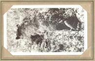 Dead Bear, Pacific Coast Trip