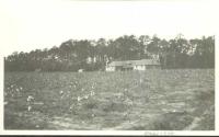 View of Oak Lodge and cotton field