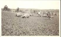 Pigs in a field