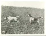 Dogs in a field