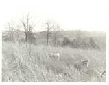 Two dogs in a field