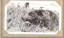 Dead grizzly bear, Pacific Coast Trip