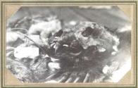 Skull of Eastman's bear, Pacific Coast Trip