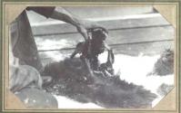 Skull of Eastman's bear, Pacific Coast Trip