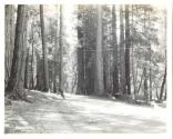 Big Basin Redwoods, Pacific Coast Trip
