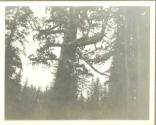 Grizzly King, Pacific Coast Trip