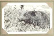 Dead bear, Pacific Coast Trip