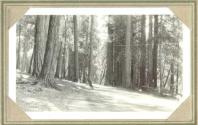 View of forest, Pacific Coast Trip