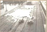 Bear skins and skulls on ship deck, Pacific Coast Trip