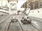 Bear skulls on ship deck, Pacific Coast Trip