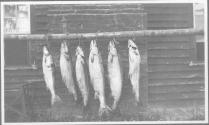 Six hanging fish, Grand Cascapedia Trip