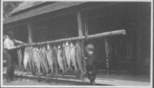Watson Newhall looking at caught fish, Grand Cascapedia Trip