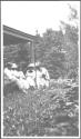 Watson Newhall picking flowers, group watching from porch, Grand Cascapedia Trip