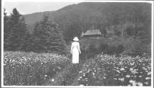 Woman in field of flowers, Grand Cascapedia Trip