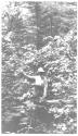 Woman in forest, Grand Cascapedia Trip