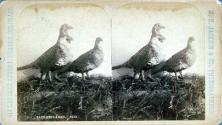 Sage-Cock and Hen