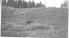 Bear, Wyoming Trip