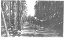 Riders on trail through forest, Wyoming Trip