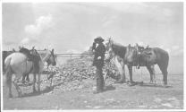 Tethered horses, Wyoming Trip