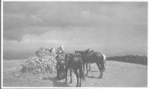 Tethered horses, Wyoming Trip