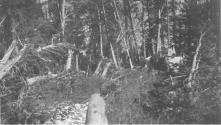 Man with horse in forest, Wyoming Trip