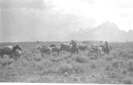 Pack horses with mountains in distance, Wyoming Trip