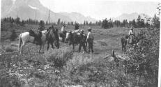 Pack horses, Wyoming Trip