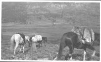 Camping companion and horses, Wyoming Trip
