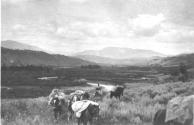 Pack horses, Wyoming Trip