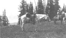 Horse, Wyoming Trip